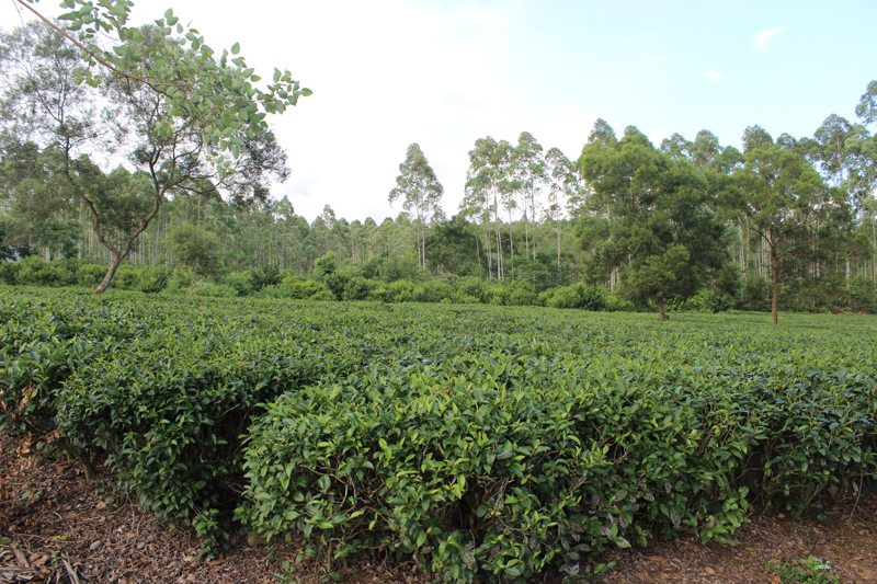 Yingde tea garden