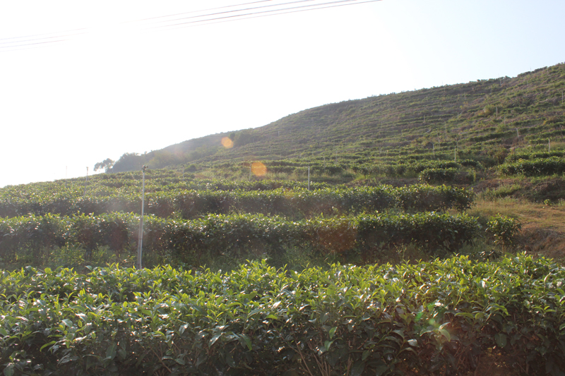 500 acres of organic tea garden