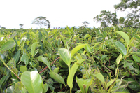 无农药无污染天然有机茶树
