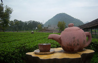 Tea interesting garden