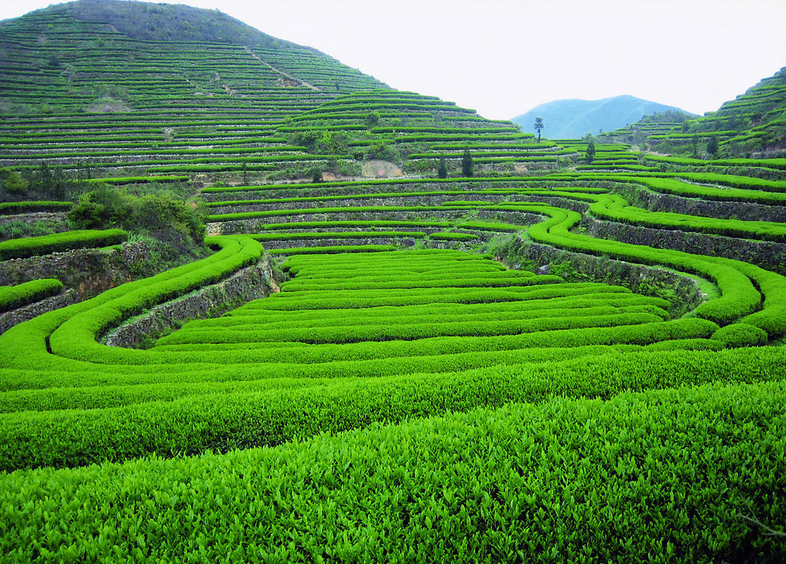 Yingde tea garden